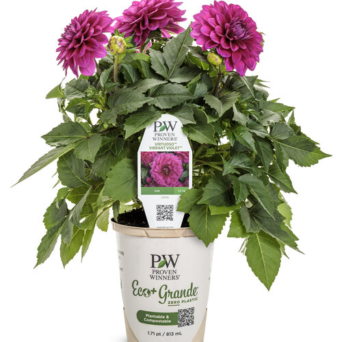 Branded Containers and POP: dahlia_virtuoso_vibrant_violet_ecogrande.jpg