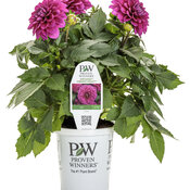 Thumbnail of Branded Containers and POP: dahlia_virtuoso_vibrant_violet_grande.jpg