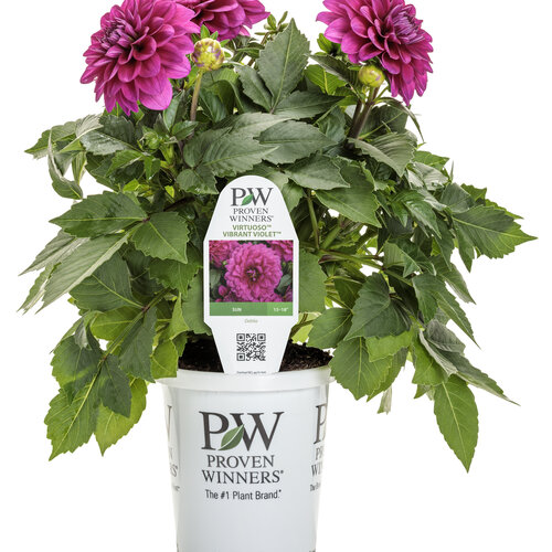 Branded Containers and POP: dahlia_virtuoso_vibrant_violet_grande.jpg