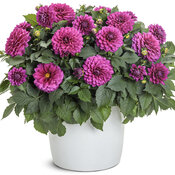 Thumbnail of Beauty Shot: dahlia_virtuoso_vibrant_violet_mono.jpg
