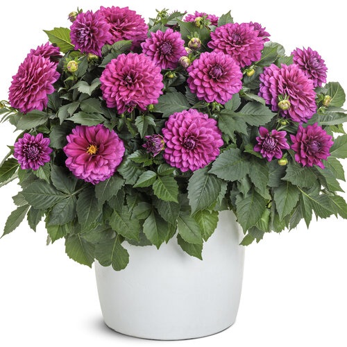 Beauty Shot: dahlia_virtuoso_vibrant_violet_mono.jpg