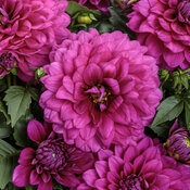 Thumbnail of Virtuoso® Vibrant Violet™ - Dahlia variabilis