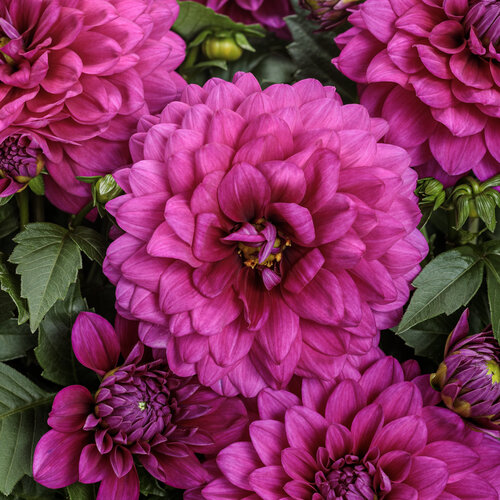Virtuoso® Vibrant Violet™ - Dahlia variabilis
