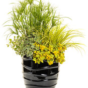 Thumbnail of Patio Container: dancer.jpg