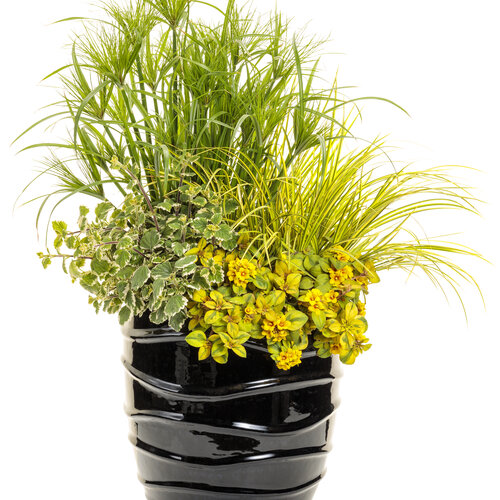 Patio Container: dancer.jpg