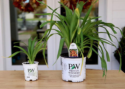 Perennials - 1 Quart and 1 Gallon