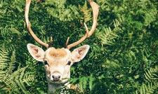 deer resistant plants