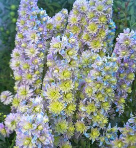 Highlander 'Rainbow Sensation' - larkspur - Delphinium elatum
