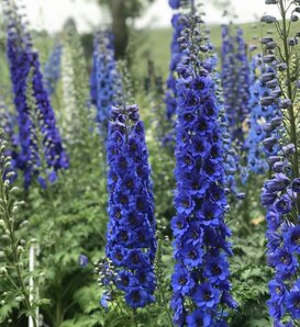 'Blue Buccaneers' - Hybrid Bee Delphinium - Delphinium hybrid