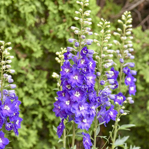 'Violets are Blue' Delphinium