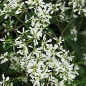 Thumbnail of Diamond Snow® - Euphorbia
