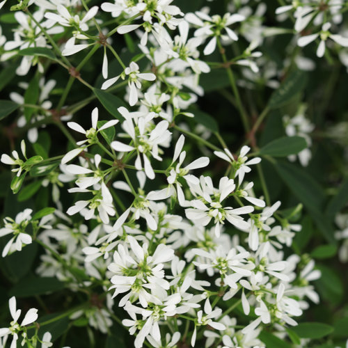 Diamond Snow® - Euphorbia