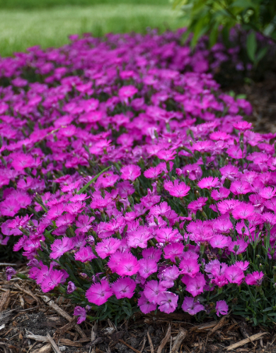 Dianthus Perennial