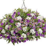 Thumbnail of Hanging Basket: dig_it.jpg