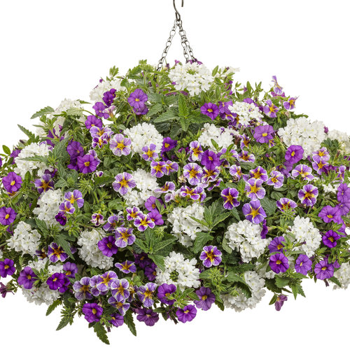Hanging Basket: dig_it.jpg