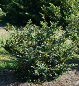Buckhead™ Bold - Distylium buxifolium