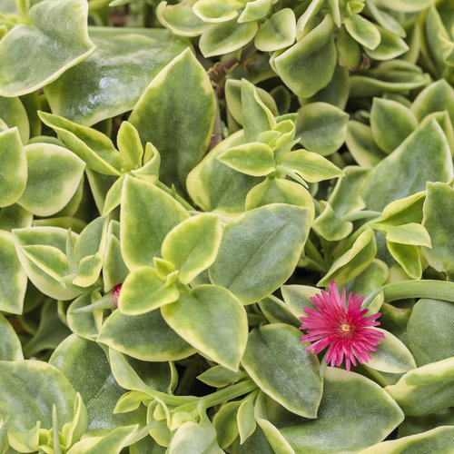 Mezoo™ Trailing Red - Livingstone Daisy - Aptenia cordifolia