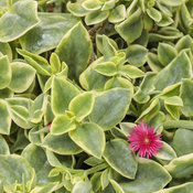 Thumbnail of Mezoo™ Trailing Red - Livingstone Daisy - Aptenia cordifolia