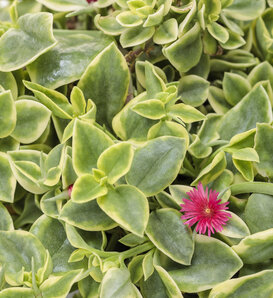 Mezoo™ Trailing Red - Livingstone Daisy - Aptenia cordifolia