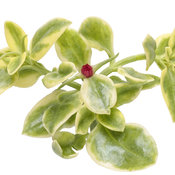 Thumbnail of Cut-out: dorotheanthus_mezoo_trailing_red_macro_01.jpg