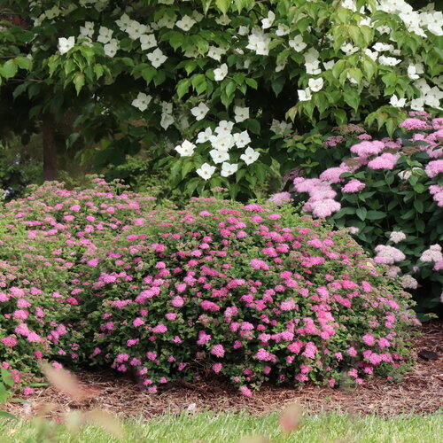 Double Play<sup>®</sup> Princess<sup>™</sup> Spirea