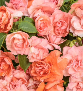 Rockapulco® Tropical Shades - Double Impatiens - Impatiens walleriana
