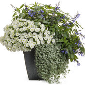 Thumbnail of Patio Container: early_riser.jpg