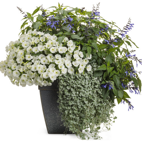 Patio Container: early_riser.jpg