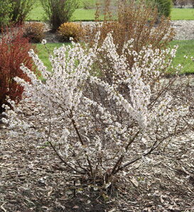 Easy as Pie® - Bush cherry - Prunus x