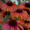 Color Coded® 'Orange You Awesome' - Coneflower - Echinacea hybrid