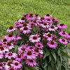 Color Coded® 'The Fuchsia is Bright' - Coneflower - Echinacea hybrid