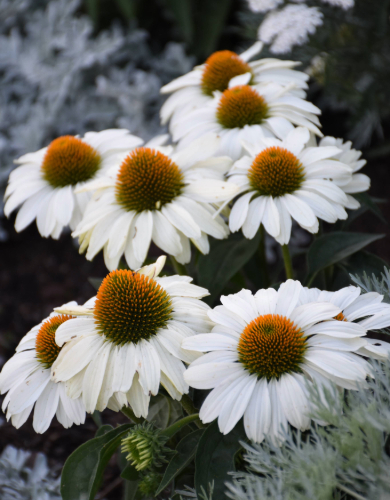 Echinacea Perennial