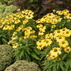 Color Coded® 'Yellow My Darling' - Coneflower - Echinacea hybrid