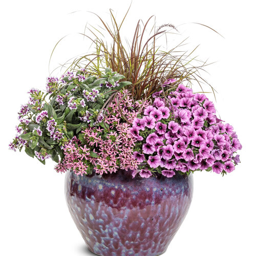 Patio Container: eclectic_elegance.jpg