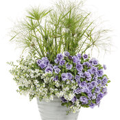 Thumbnail of Patio Container: egyptian_gems.jpg