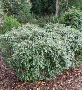 Mr. Smooth® Seedless - Thornless silverthorn - Elaeagnus × ebbingei