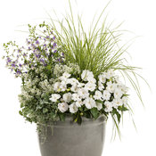 Thumbnail of Patio Container: dropped plant SunPatiens® Compact White