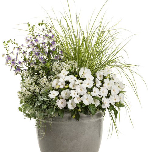 Patio Container: dropped plant SunPatiens® Compact White