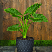 Thumbnail of Emerald Isle™ - Elephant Ears - Alocasia  