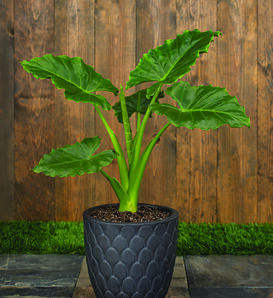 Emerald Isle™ - Elephant Ears - Alocasia  