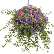 Thumbnail of Hanging Basket: Dropped - Rockapulco® Rose