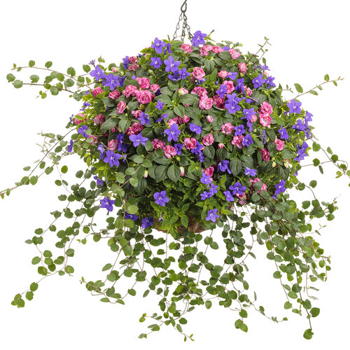 Hanging Basket: Dropped - Rockapulco® Rose