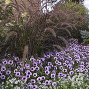 Thumbnail of Landscape: entryway_10.jpg
