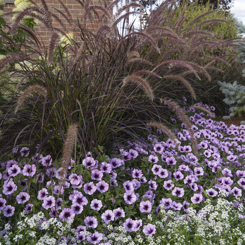 Landscape: entryway_10.jpg