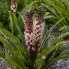 Crowning Glory™ 'Princess Bride' - Pineapple Lily - Eucomis hybrid