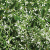 Diamond Mountain® - Euphorbia