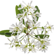 Thumbnail of Cut-out: euphorbia_diamond_snow_01.jpg