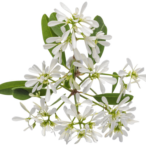 Cut-out: euphorbia_diamond_snow_01.jpg