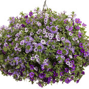 Thumbnail of Hanging Basket: everlast.jpg