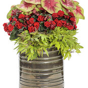 Thumbnail of Patio Container: faint_of_heart.jpg